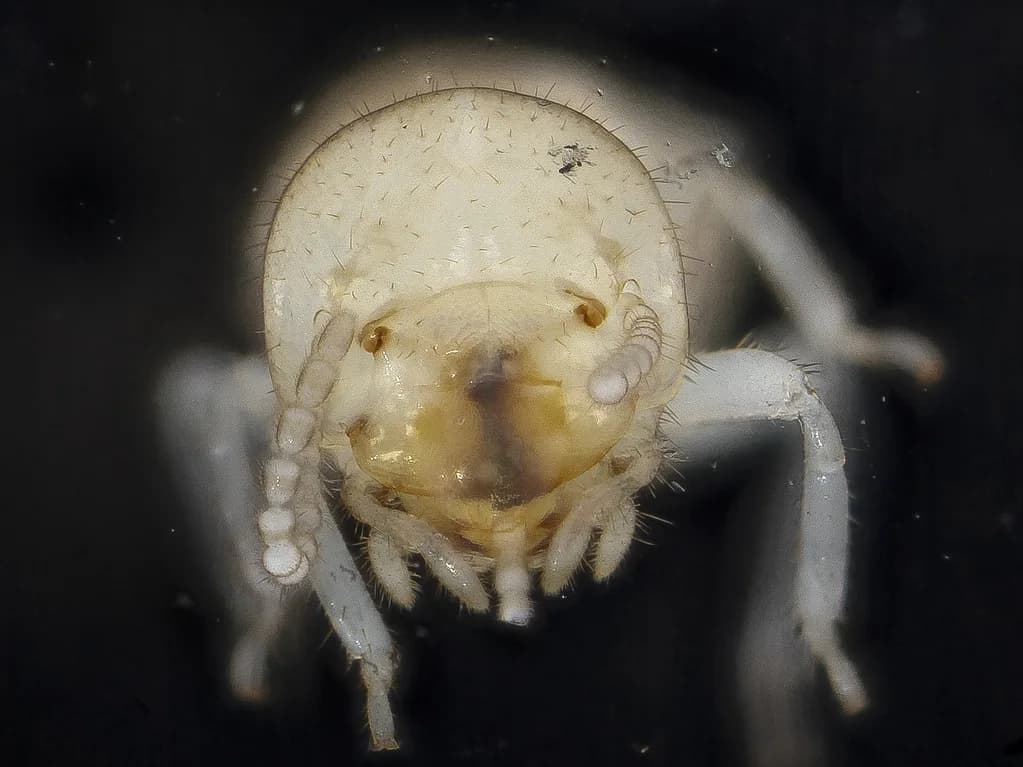 Macro photograph of a subterranean termite worker against a dark background
