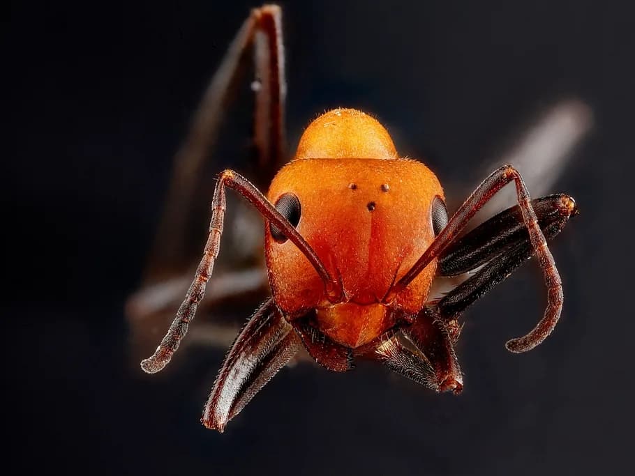 Close-up of a red ant facing the camera against a dark background