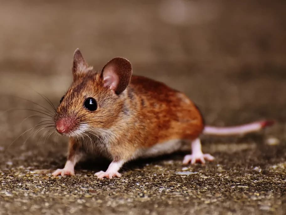 House mouse crouched on bare ground, seen up close