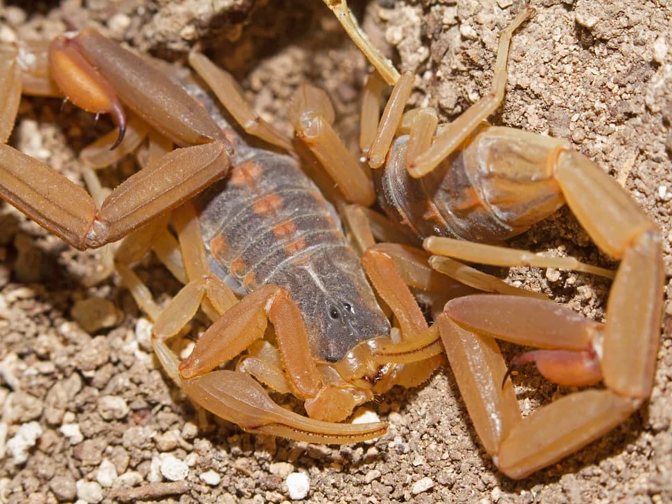 Bark scorpion resting on sandy desert soil