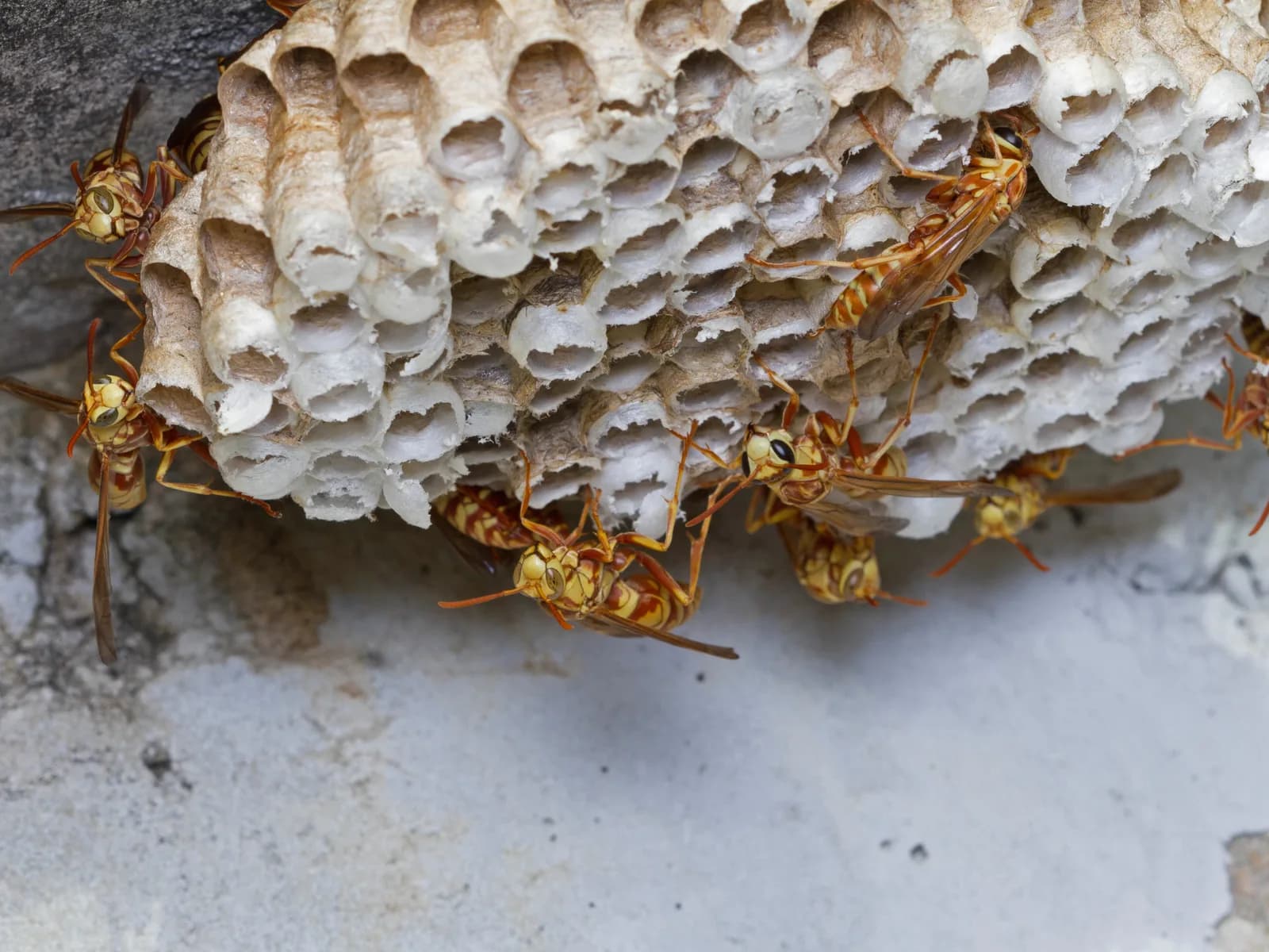 Paper wasps crawling on an exposed nest attached to a wall